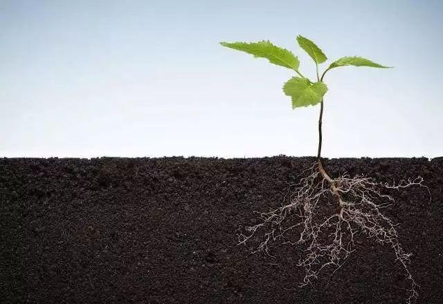 植物根系分析儀對(duì)農(nóng)業(yè)生產(chǎn)有幫助嗎？