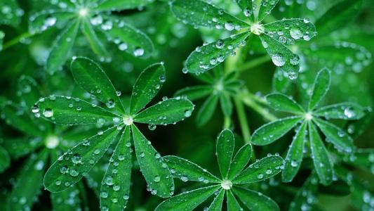 果蔬呼吸測(cè)定儀