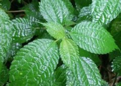 植物葉面積儀“精細(xì)化農(nóng)業(yè)”中的作用！