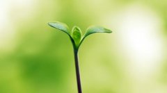植物根系分析儀的作用是什么呢？