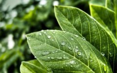 植物營(yíng)養(yǎng)測(cè)定儀的使用有哪些好處？